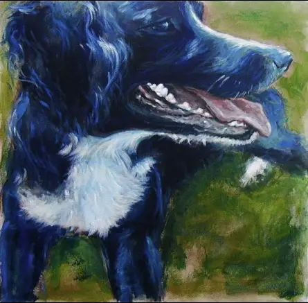 Painting black fur Eddie Acrylic on canvas Shelley Hanna acrylic springer spaniel