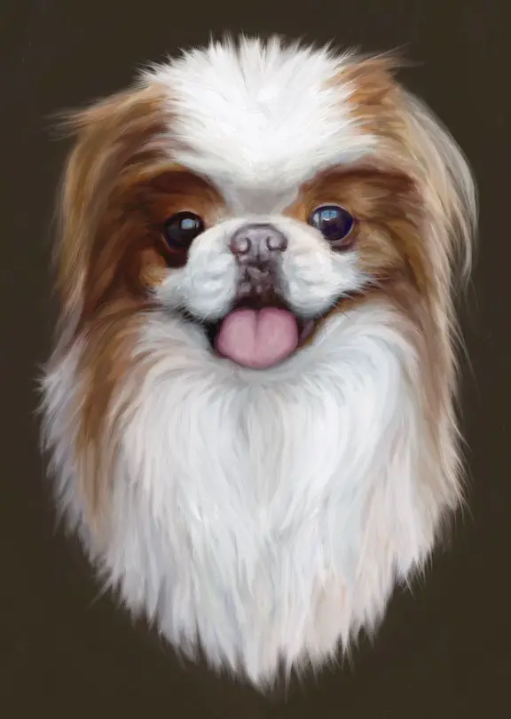 Final dog portrait japanese chin