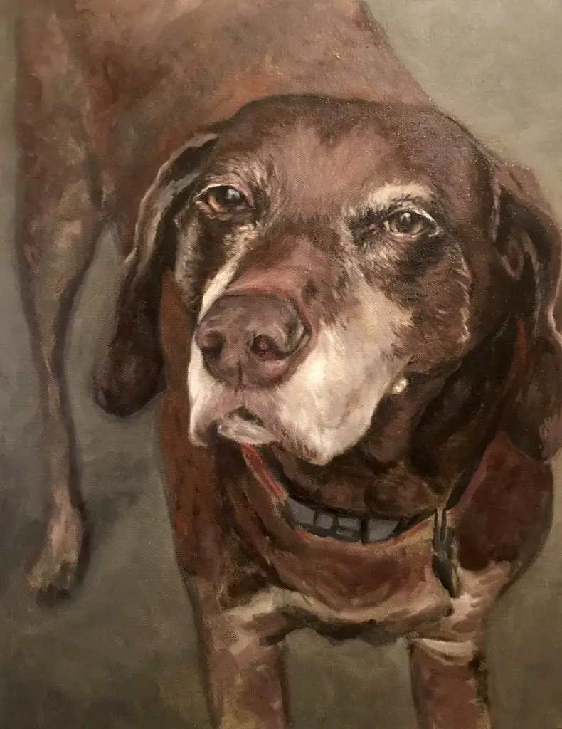 Duke senior dog portrait face details