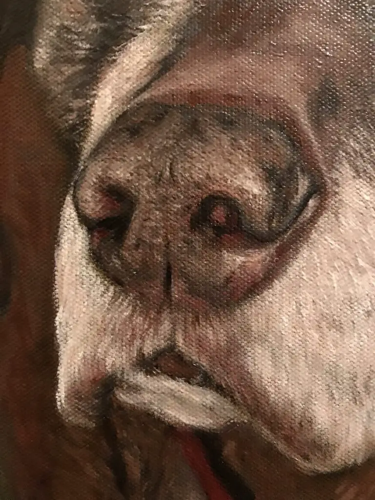 Detail of senior dog nose