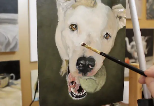 Building form by adding lighter values to the face on a pet portrait painting of a pit bull.