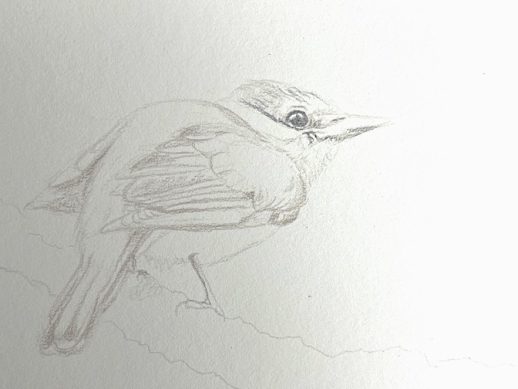 How to Draw a Realistic Bird in Colored Pencil Step-by-Step