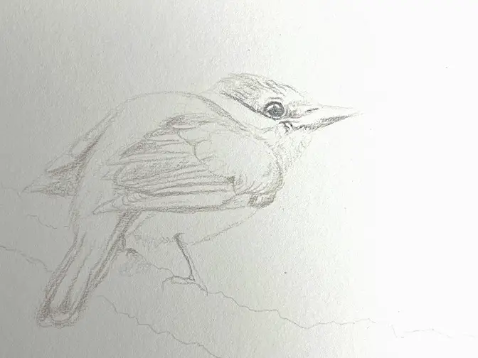 Light sketch with more detail of drawing of a realistic bird