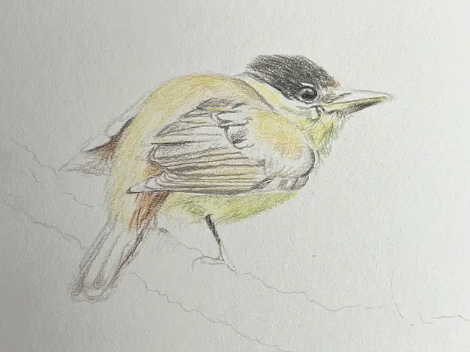 How To Draw A Bird With Pencil, Drawing