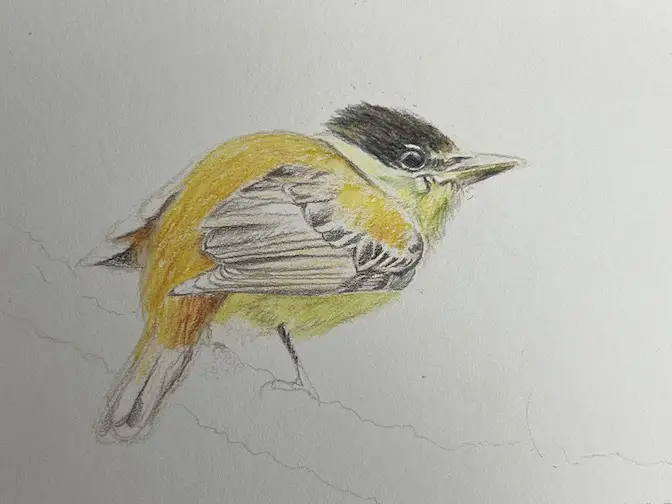 How to Draw a Realistic Bird in Colored Pencil Step-by-Step