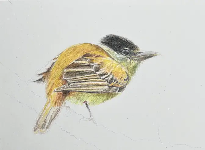 How To Draw A Bird With Pencil, Drawing