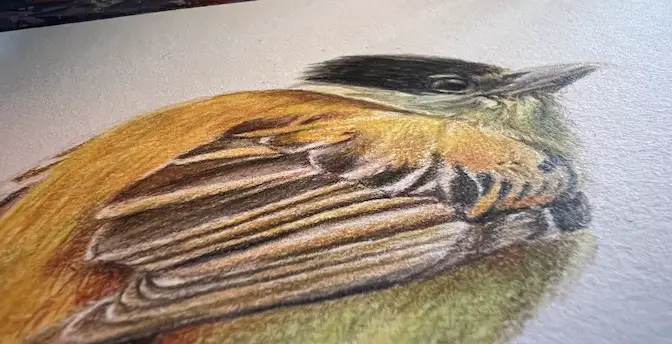 Close up worm's eye view of a colored pencil drawing of a bird that is orange, brown and green.