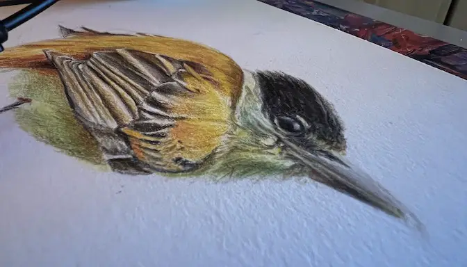 Worm's eye view of a close up image of a orange, green, brown and black bird drawn in colored pencil focusing on the head and beak.