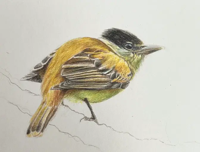 Colored pencil drawing of an orange, green, brown and black bird sitting on a branch that remains unfinished.