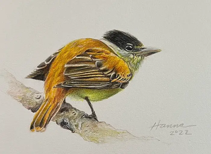 realistic colored pencil drawing of a orange, brown, green and black bird.