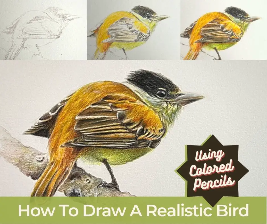 How to draw a realistic bird in color pencil title image with 4 stages of a bird drawn in color pencil