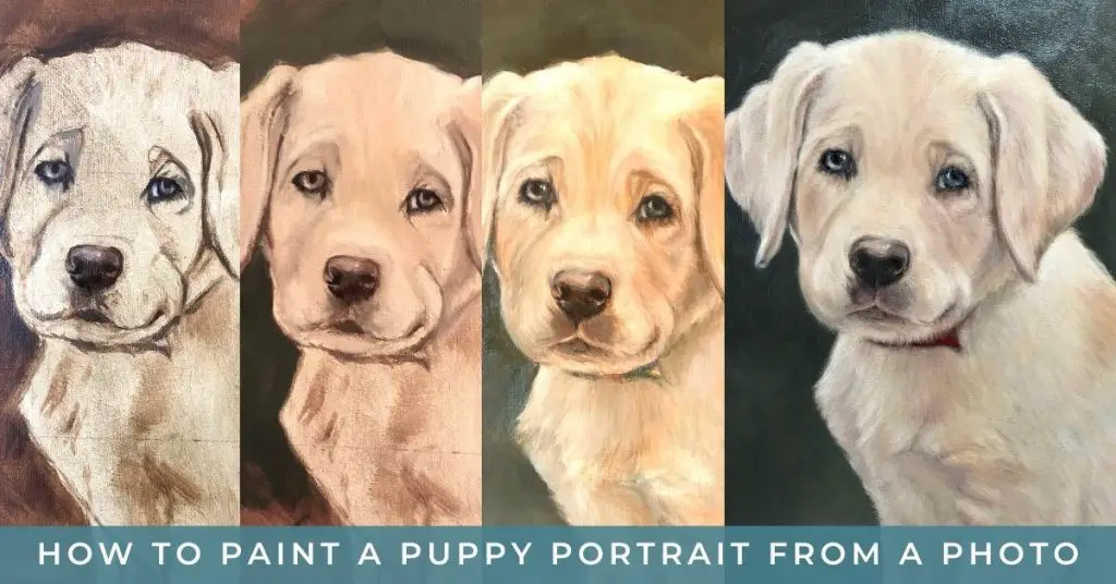 image show a four part progression of a yellow lab puppy portrait painted in oil. Text reads "how to paint a puppy portrait from a photo"