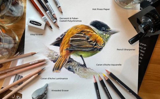 How to Draw a Realistic Bird in Colored Pencil Step-by-Step