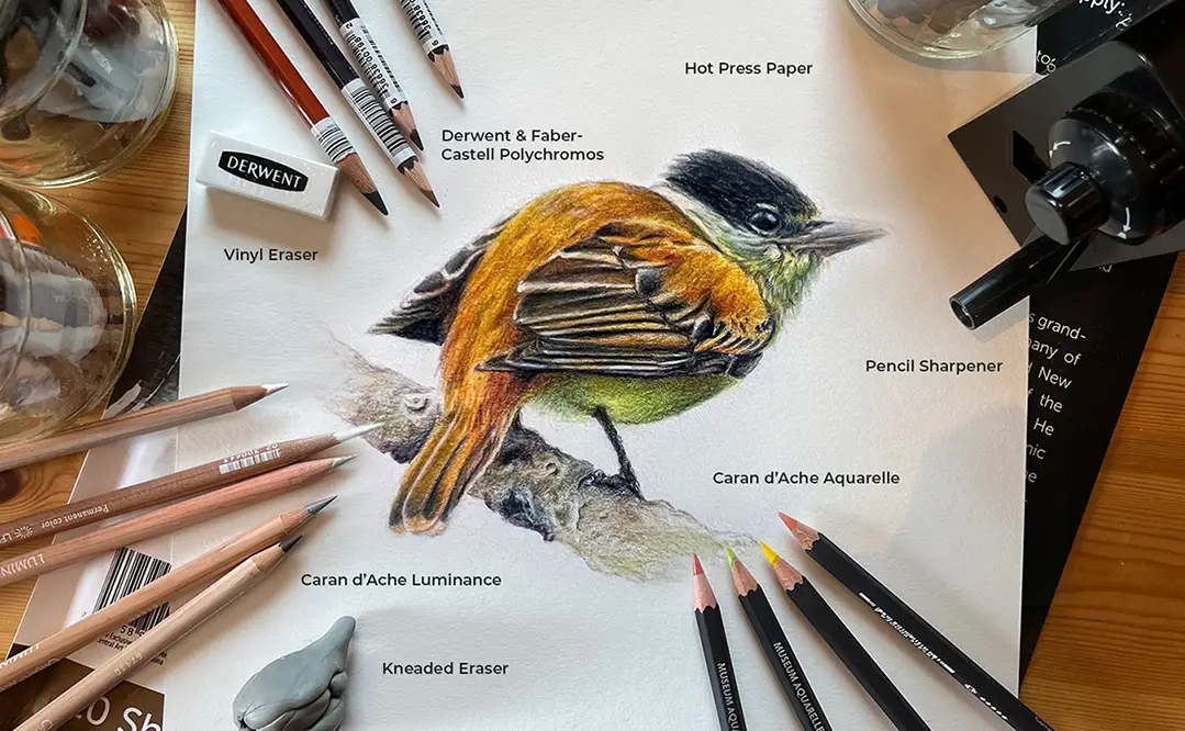 bird colour pencil sketch white backgrou...